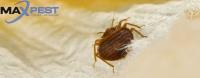 Bed Bug Control Melbourne image 1